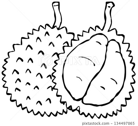 [Line drawing] Fruit_Durian 134497865