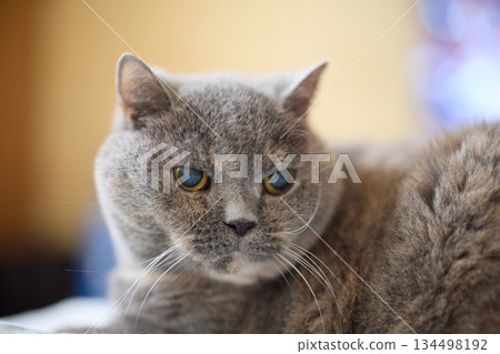 close-up of a grey British cat sitting quietly in a room close-up of a grey British cat sitting quietly in a room 134498192