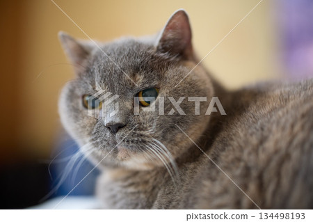 close-up of a grey British cat sitting quietly in a room close-up of a grey British cat sitting quietly in a room 134498193