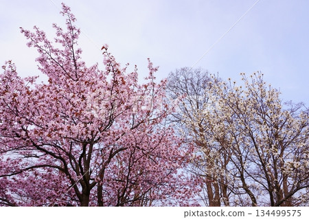 Cherry blossoms and magnolia flowers blooming in a park in Hokkaido 134499575