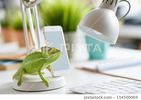 Chameleon sitting beside smartphone and lamp on a desk during a work session Chameleon sitting beside smartphone and lamp on a desk during a work session 134500069
