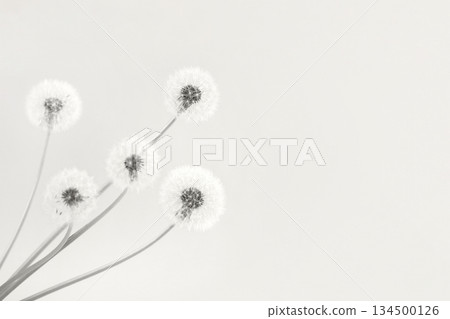 Trendy color of year 2026 - Cloud Dancer. Soft fluffy dandelions with white seeds on a mocha Dancer background with space for text. Copy space. Banner. 134500126