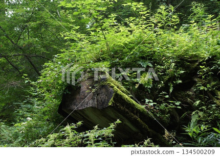 茂密的森林裡，倒下的樹木長滿了蘑菇和苔蘚。 134500209