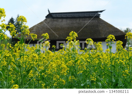 Spring scenery of rapeseed flower fields and old houses Spring scenery of rapeseed flower fields and old houses 134500211