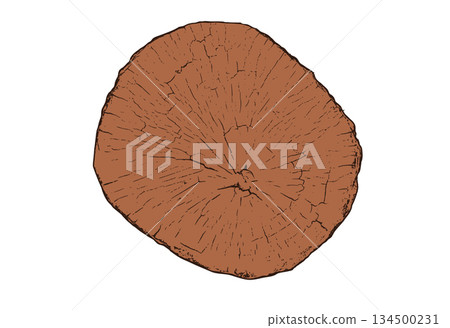 Wood cross section 134500231