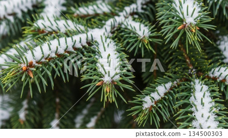 Fresh snow accumulation on evergreen spruce pine tree branches with needle clusters during winter season close-up macro photography Fresh snow accumulation on evergreen spruce pine tree branches with needle clusters during winter season close-up macro photography 134500303
