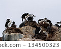 Antarctic Shags near Fish Islands 134500323
