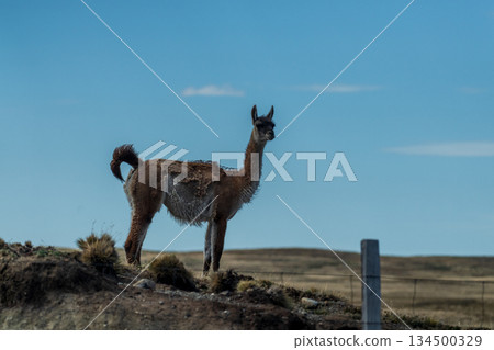 Guanacos on Tierra de Fuego 134500329