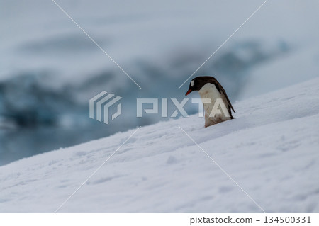 Gentoo colony at Danco Island 134500331