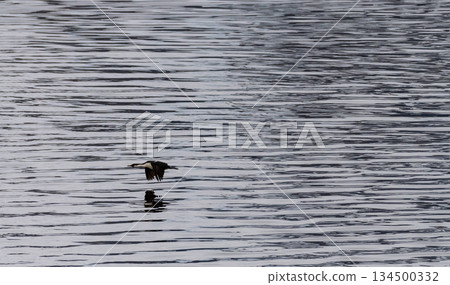 An Antarctic Shag near Danco Island An Antarctic Shag near Danco Island 134500332