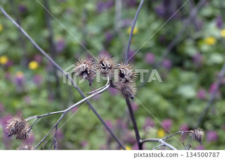 Arctium lappa, dried lesser burdock. A spring meadow with dried burdock flowers, commonly called greater burdock, edible burdock, lappa, or beggar's buttons. Arctium lappa, dried lesser burdock. A spring meadow with dried burdock flowers, commonly called greater burdock, edible burdock, lappa, or beggar's buttons. 134500787