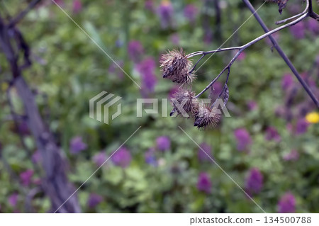 Arctium lappa, dried lesser burdock. Spring meadow with dried burdock flowers, commonly called greater burdock, edible burdock, lappa, or beggar's buttons. 134500788