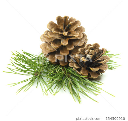 Close-up of pine branches with cones, isolated on a white background with shadow, perfect for New Year's natural decor. 134500910