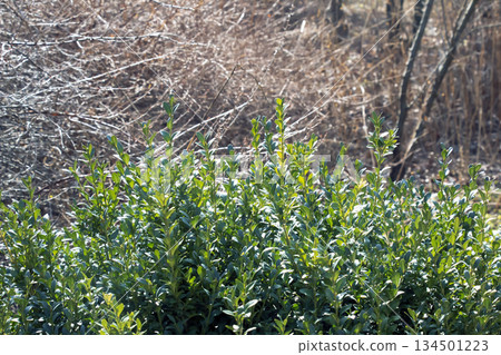 Boxwood. Buxus sempervirens against blurred background. Young boxwood leaves on branch in early spring. 134501223