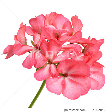 Cluster of blooming pink geranium flowers isolated on white 134502042