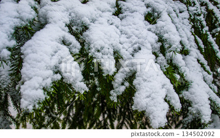 Fir branches covered with fluffy fresh snow 134502092