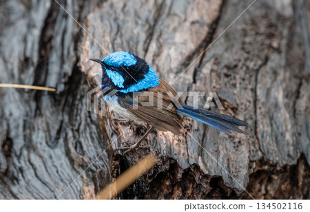 Close up of a male Fairy Wren bird in profile in Tasmania, Australia 134502116
