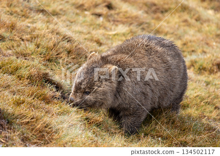 A Wombat eating grass in Tasmania, Australia A Wombat eating grass in Tasmania, Australia 134502117