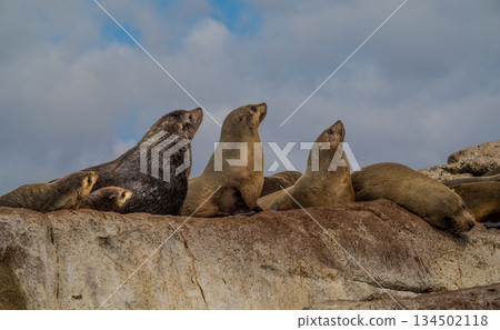 Three Australian Fur Seals resting on a rocky coastline with heads looking towards the sky in Tasmania, Australia 134502118