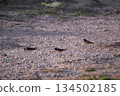 Swallow resting on the ground , in Santa Clara del Mar , Buenos Aires province , Argentina 134502185