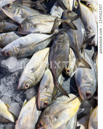 lots of fresh dorado fish lying on the ice 134502307