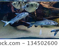 Genidens genidens, Guri sea catfish with other fish 134502600