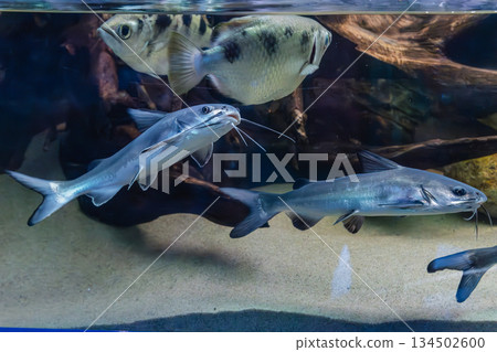 Genidens genidens, Guri sea catfish with other fish 134502600