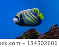 Pomacanthus imperator or emperor angelfish 134502601