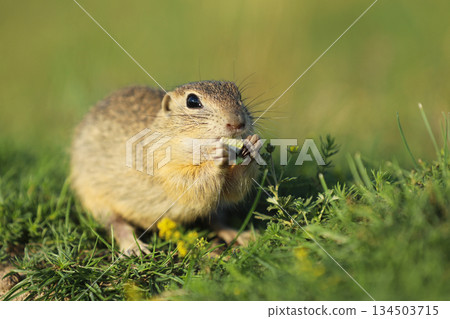 European ground squirrel standing in the grass. Spermophilus citellus Wildlife scene from nature. Ground squirrel on meadow. Czech republic 134503715