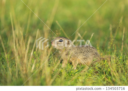 European ground squirrel standing in the grass. Spermophilus citellus Wildlife scene from nature. Ground squirrel on meadow. Czech republic 134503716