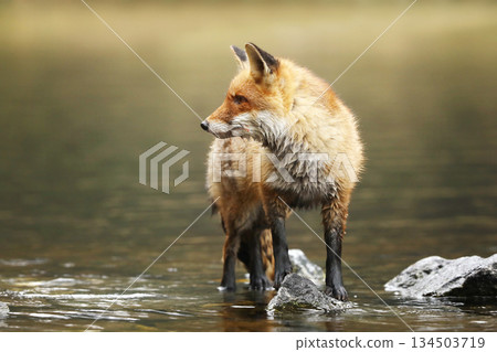 Rex fox (Vulpes vulpes) male in river. Male of red fox in the river with stones. Animal in nature habitat, Czech republic 134503719