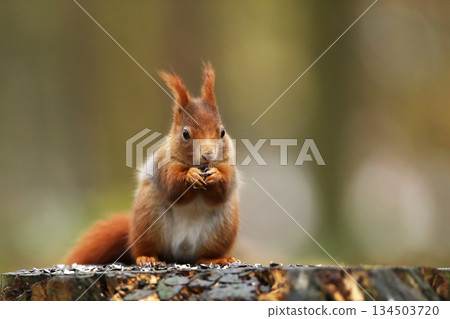Cute red squirrel. Sciurus vulgaris. Portrait of a red squirrel in autumn season. Cute animal sitting on the tree stump. Animal in nature habitat, Czech republic Cute red squirrel. Sciurus vulgaris. Portrait of a red squirrel in autumn season. Cute animal sitting on the tree stump. Animal in nature habitat, Czech republic 134503720