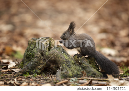 Cute red squirrel. Sciurus vulgaris. Portrait of a red squirrel in autumn season. Cute animal sitting on the tree stump. Animal in nature habitat, Czech republic Cute red squirrel. Sciurus vulgaris. Portrait of a red squirrel in autumn season. Cute animal sitting on the tree stump. Animal in nature habitat, Czech republic 134503721