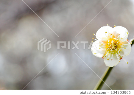 盛開的白色梅花特寫 盛開的白色梅花特寫 134503965
