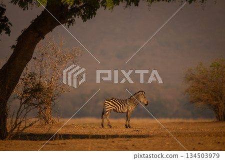 Plains zebra stands in profile under tree 134503979