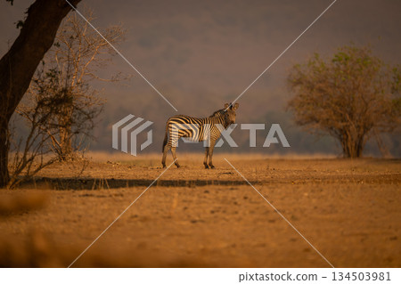 Plains zebra stands turning head to camera Plains zebra stands turning head to camera 134503981