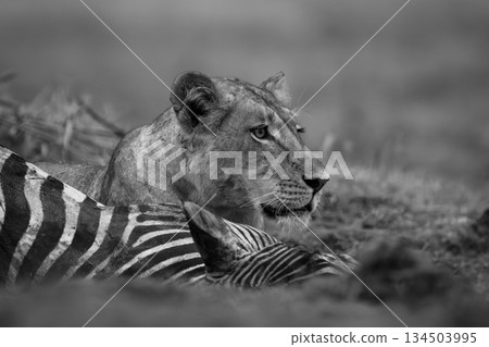 Mono lioness lies with zebra on grass Mono lioness lies with zebra on grass 134503995
