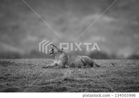Mono lioness lies yawning on grass bank Mono lioness lies yawning on grass bank 134503996