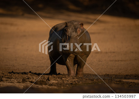Muddy hippo stands on riverbank facing camera Muddy hippo stands on riverbank facing camera 134503997