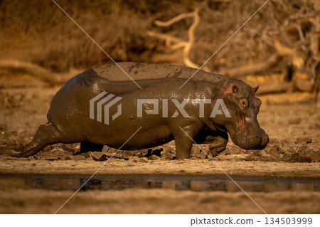 Muddy hippo walks along riverbank in sunshine Muddy hippo walks along riverbank in sunshine 134503999