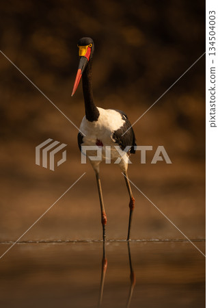 Saddle-billed stork wades through pond towards camera Saddle-billed stork wades through pond towards camera 134504003