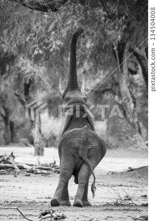 Mono African elephant stands browsing with trunk 134504008