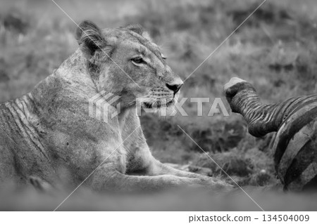 Mono close-up of lioness lying with zebra 134504009