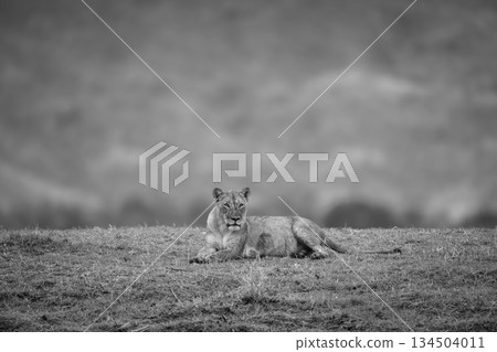 Mono lioness lies watching camera from grass Mono lioness lies watching camera from grass 134504011