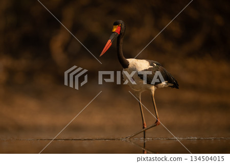 Saddle-billed stork wades through pool in sunshine Saddle-billed stork wades through pool in sunshine 134504015