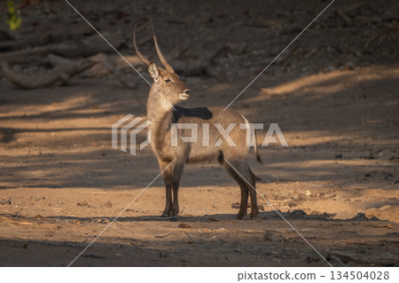 Male waterbuck stands turning head in clearing Male waterbuck stands turning head in clearing 134504028