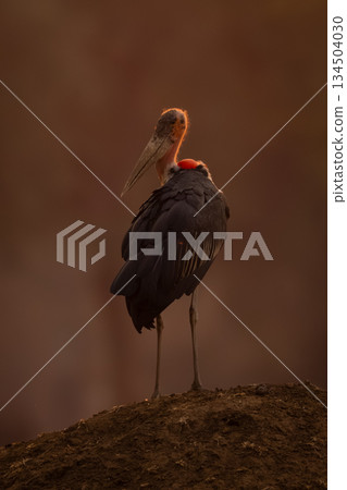Marabou stork looks back on termite mound Marabou stork looks back on termite mound 134504030
