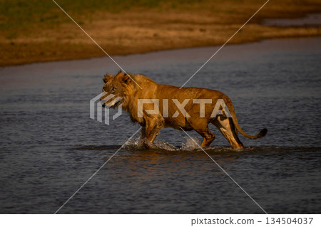 Male lion walks through water turning head 134504037