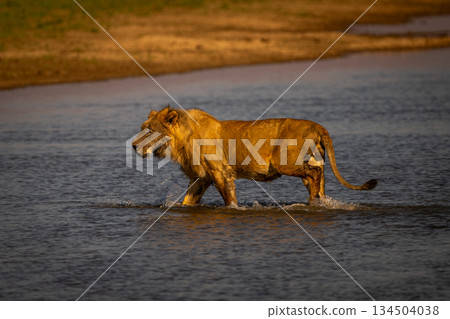Male lion walks through water with catchlight Male lion walks through water with catchlight 134504038