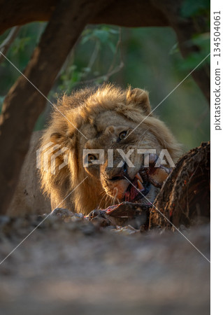Male lion lies eating carcase facing camera Male lion lies eating carcase facing camera 134504061